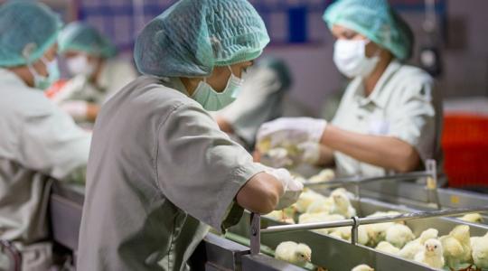 Antibiotikumok: globális veszély a túlhasználat miatt