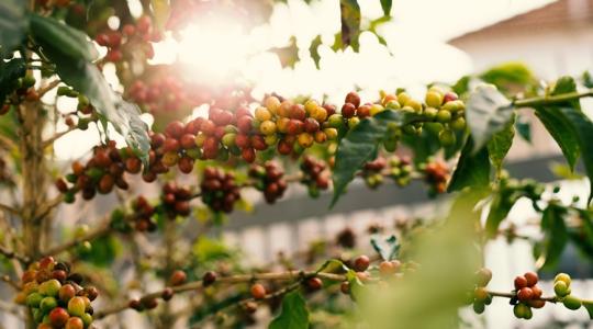 2 helyett 6 kg termés bokronként?