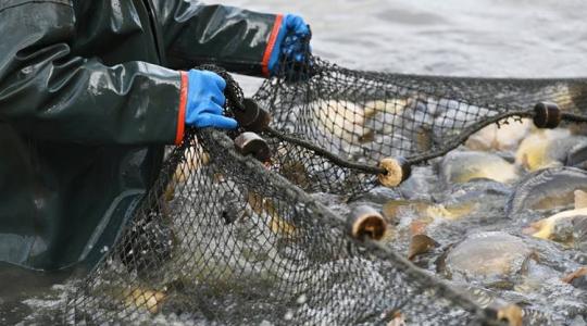 Drágább lesz-e idén a karácsonyi hal?