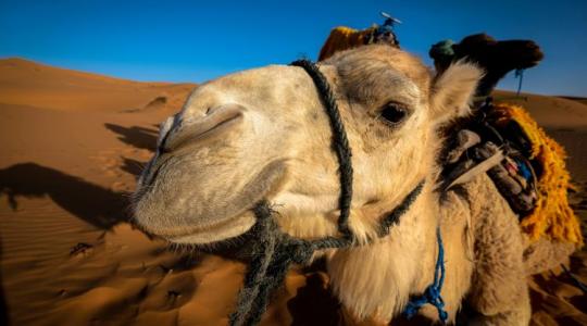 Tevetejipar: milliárdos üzlet és új agrártrend a Közel-Kelettől Amerikáig