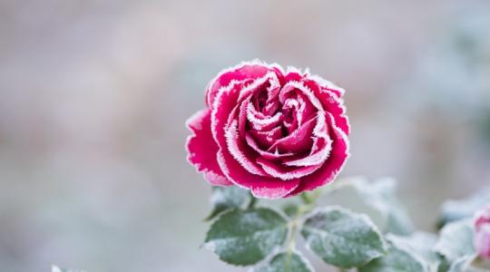 Ezt tedd a rózsáddal még novemberben, hogy biztosan túlélje a telet!