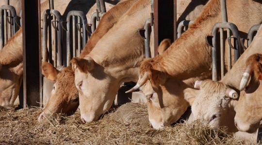 Több mint ötven napja vesztegel egy szarvasmarhákat szállító hajó a tengeren