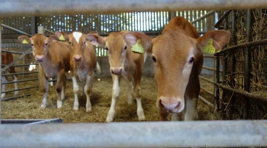 Kiderült, melyik a legkevésbé stresszes tartási mód a borjak számára