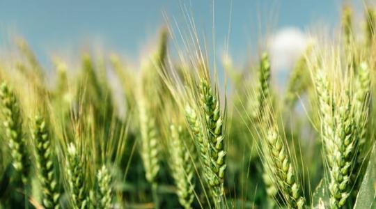 Az RAGT felvásárolja a Syngenta kétsoros árpa vetőmag-üzletágát