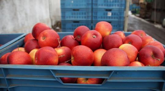 Leállt az almaexport ebben az országban, mi is megérezhetjük