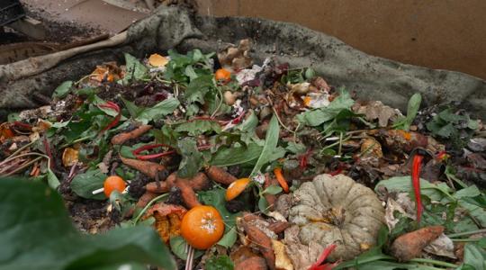 Nem hókuszpókusz: trágyából és hulladékból hasznos fehérje