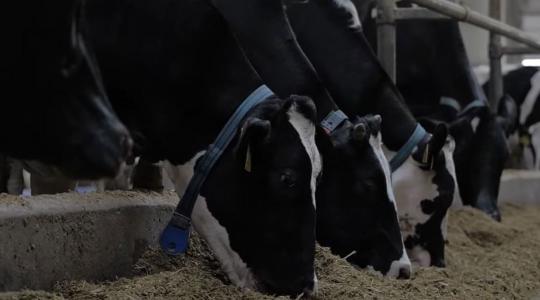 Így változtatta meg a DeLaval robottechnológia a tejtermelést