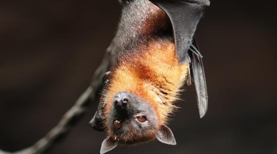 Ezek az állatok elvégzik helyetted a kártevőirtást