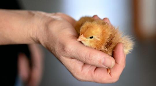 Háztáji baromfitartás: ez lehet a megoldás egy fenyegető veszélyre