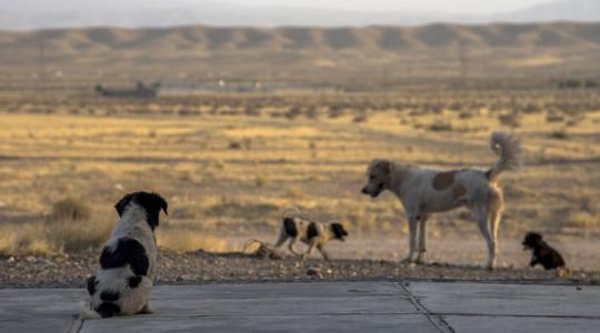 Ebadó jön a Balatonnál – vitát kavar a kutyatartás szigorítása