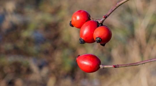 Természetes védelem a szervezetnek – Immunerősítő gyógynövények a MATE ajánlásával 