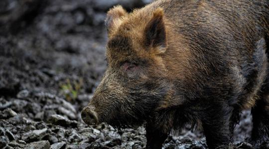 Súlyosbodik az ASP-járvány – Pest vármegye is érintett