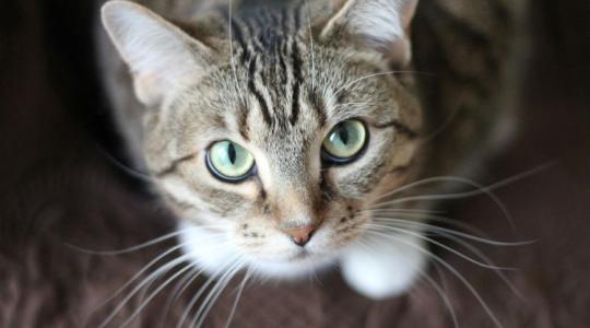 Kötelező chipelés jön a macskáknál is