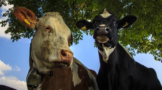 Ami a hírekből kimaradt: így indulnak újra az RSZKF által sújtott szarvasmarhatelepek