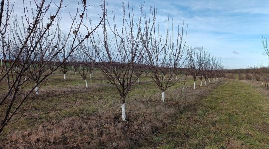 Növényvédelmi előrejelzés: Itt a tél a küszöbön – a hátralévő apró munkák sokat számítanak