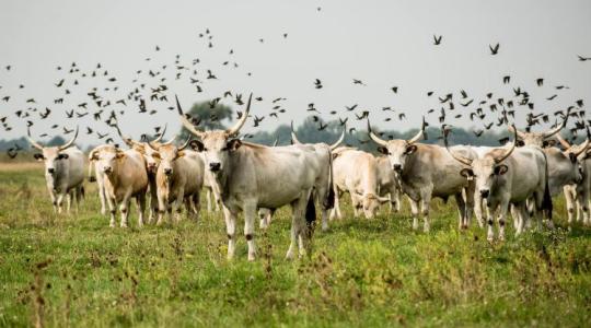 A magyar szürkemarha reneszánsza: ez Szomor Dezső küldetése