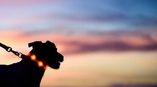 Felrobbanhatnak, áramütést okozhatnak – és ezeket vette a gazdik többsége!