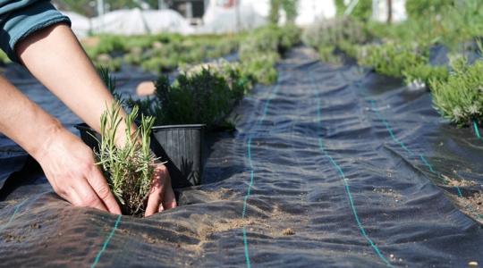 Hasznos, de nem hibátlan: szeressük-e az agroszövetet?