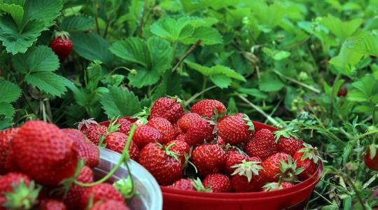 Fokhagymakivonatból készült növényvédő szert engedélyeztek ebben az országban
