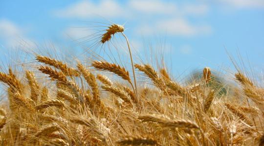 Ukrán gabona: Mennyiség vagy minőség? A döntés éve jön