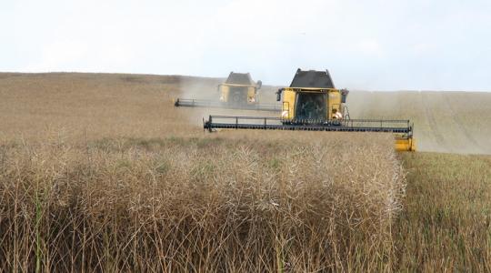 Drágul a napraforgó, gyengélkedik a búza, mi lesz így?