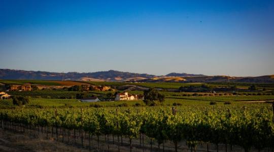 Összefogással legyőzhető-e a szőlőgyilkos kabóca?