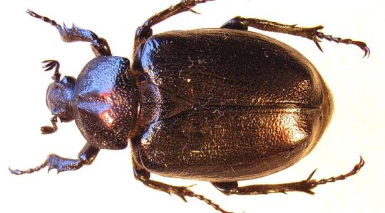 Kétszázötvenezer forintodba kerül, ha ezt a rovart bántod