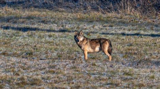 Szürke farkas bukkant fel Nógrádban – erre figyeljenek most a túrázók
