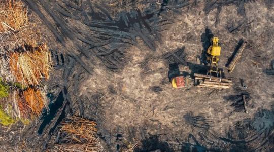 Ez van, ha túltolod az erdőirtást