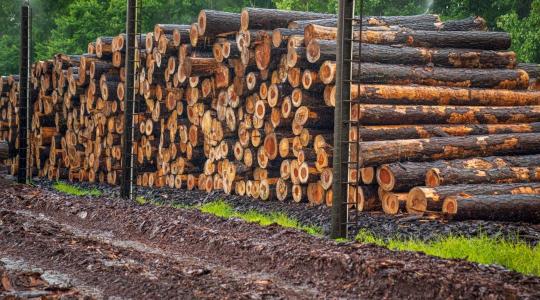 Egyéves halasztást javasol az EP az EUDR rendelet alkalmazására