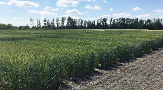 Tovább nő az ökológiai területek aránya