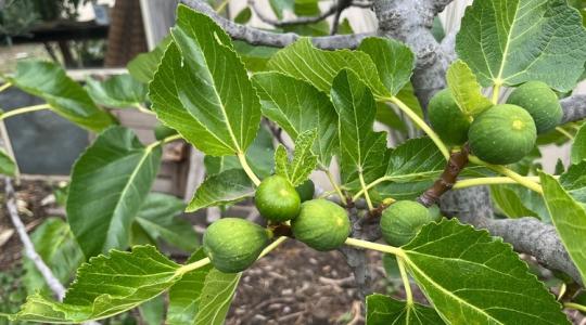 El ne felejtsd a füge téli metszését!