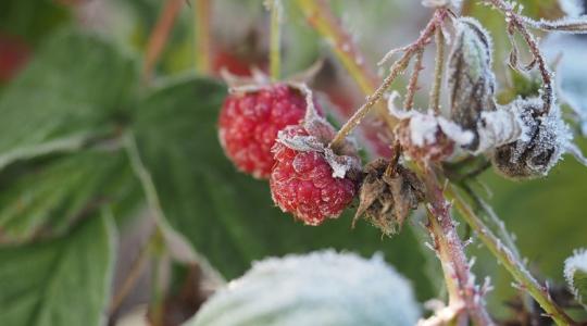 Most tegyél érte, hogy több málna és áfonya legyen a kertedben jövőre!