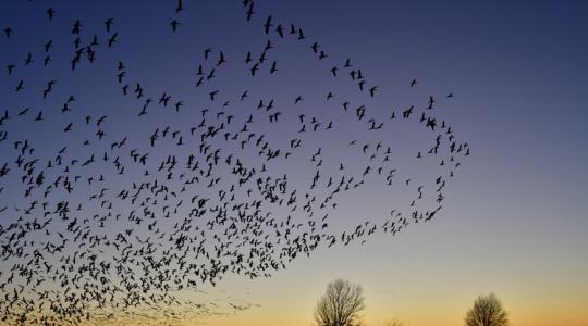 230 ezren vannak, és szerintük Magyarország nyugodt hely