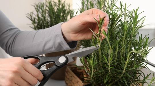 Így teleltesd a rozmaringot, és meg fog lepni jövőre!