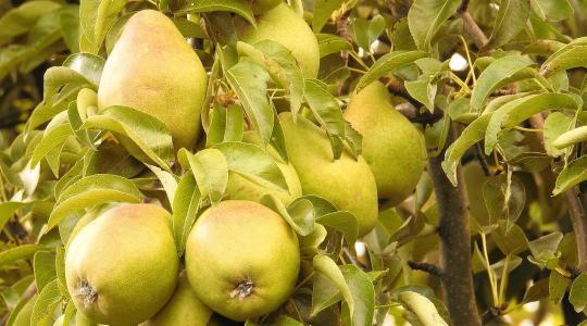 Körtefák téliesítése – mit bírnak jobban, mint a többi gyümölcs?