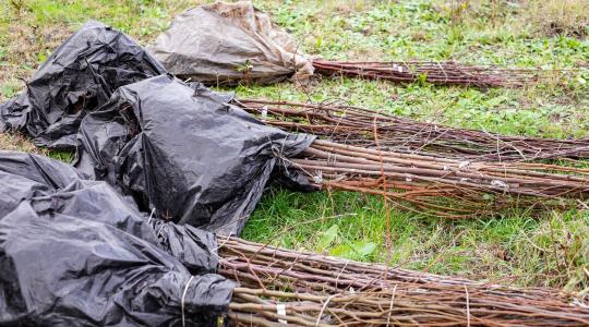 Oltványok téli pihentetése – hogyan ne száradjanak ki?