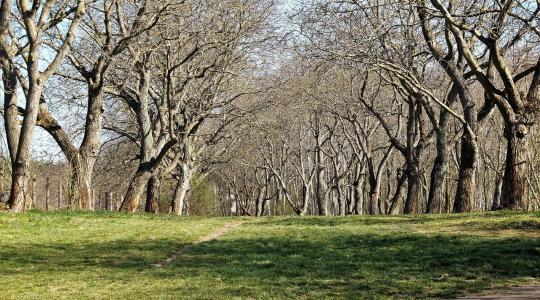 Diófák téli gondozása – mitől reped meg a kéreg?