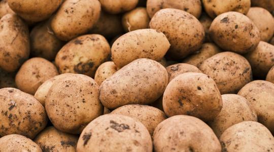 Burgonya téli tárolása – hogyan előzd meg a csírázást és penészesedést?