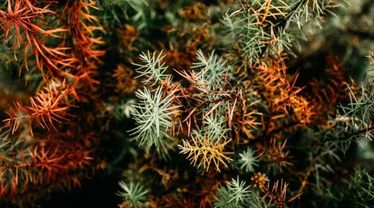 Örökzöldek téliesítése – a barnulás elleni 4 lépés