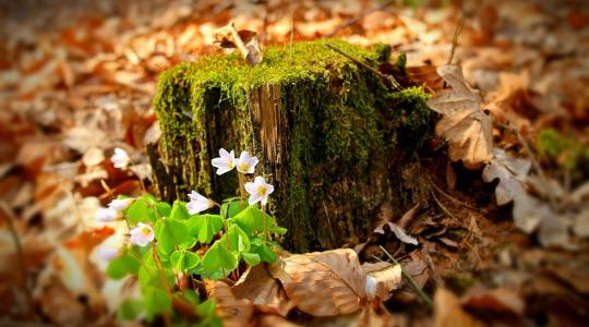 Évelők téli védelme – a régi levelek sokszor többet segítenek
