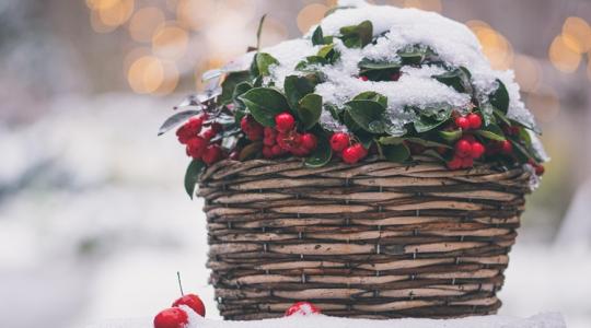 A kert téli „SOS-jelei”, amiket sokan figyelmen kívül hagynak