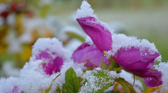 A 10 perces esti rutin, ami tényleg megmenti a kertet