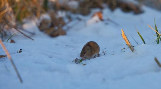 5 hiba, ami miatt biztosan beköltöznek télen a rágcsálók a kertbe