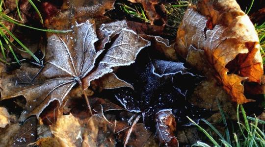 A hó nélküli tél rejtett kockázatai a kertben