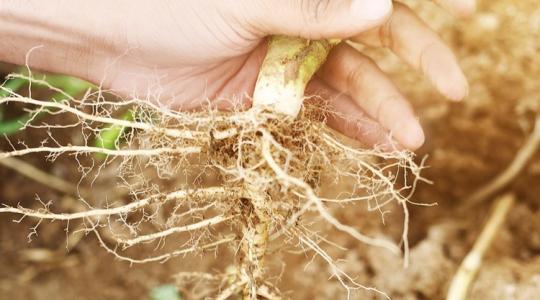A gyökérzóna megóvása – miért ez a legfontosabb?
