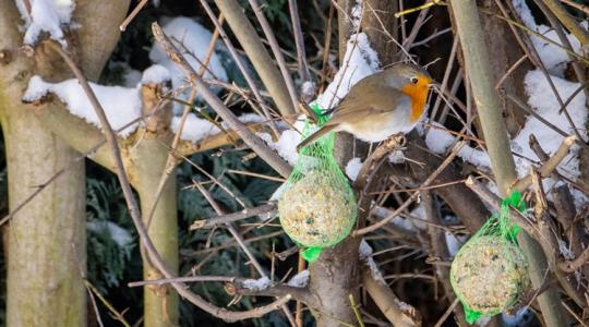A madarak 5 kedvenc téli búvóhelye a kertben