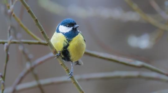 A cinegék és vörösbegyek decemberi szokásai – mit tanulhatunk belőlük?