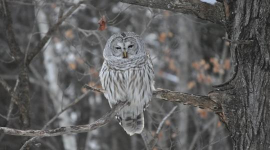 A baglyok téli vadászata – és miért jó ez a kertnek?
