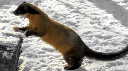 A nyestek téli útvonalai – az 5 legtipikusabb hely